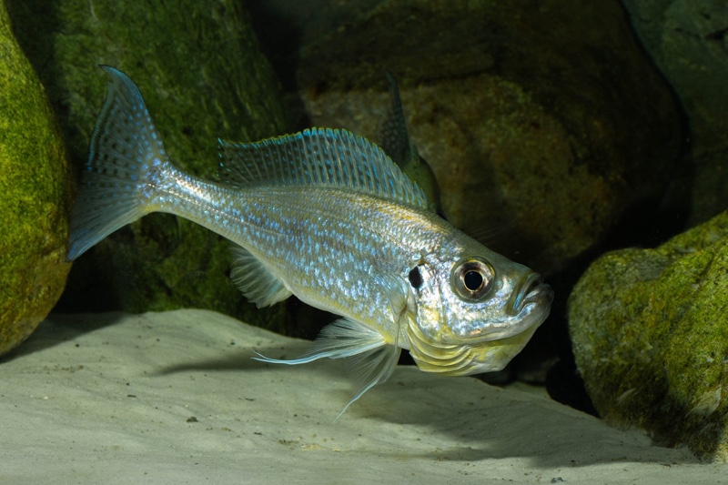 Haplotaxodon microlepis 'Cape Kabogo'